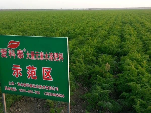 速膨在胡蘿卜上的使用現(xiàn)場