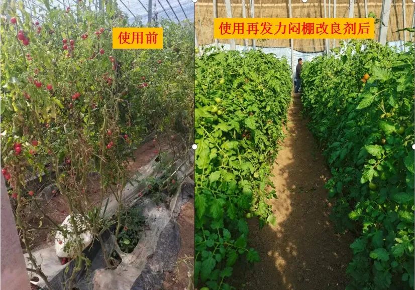 如何悶棚效果好？種植高手的經(jīng)驗(yàn)是......